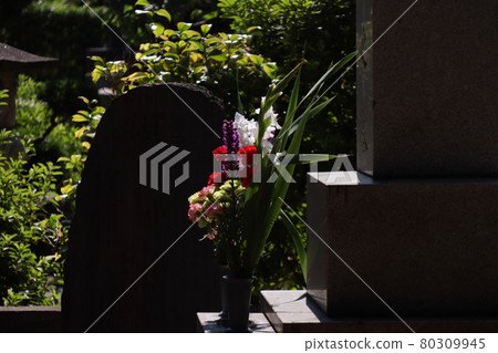 <Tokyo> Aoyama Cemetery 80309945