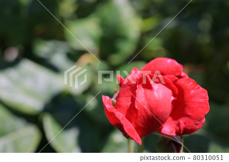 rose rose 80310051
