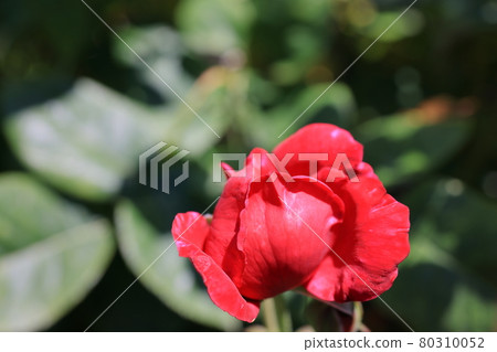rose	 80310052