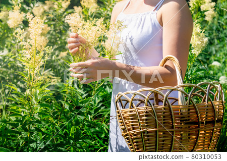 young woman herbalist gathers meadowsweet inflorescences in a basket young woman herbalist gathers meadowsweet inflorescences in a basket 80310053