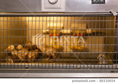 domestic quail baby chickens are kept in a brooder in a hen house, focus on brooder grid 80310054