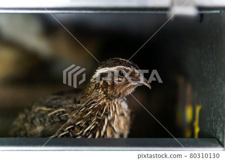 domestic quail kept in a cage in a hen house, close up 80310130