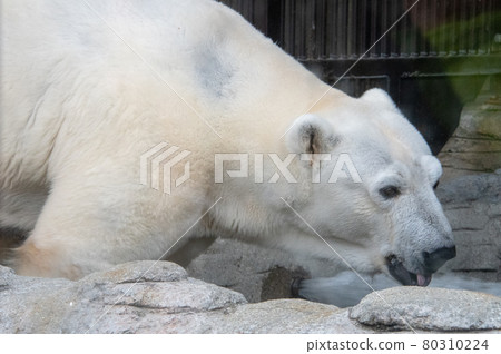愛媛縣松山市東部動物園的人氣人物北極熊片 80310224