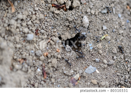 阿里的窩 80310331