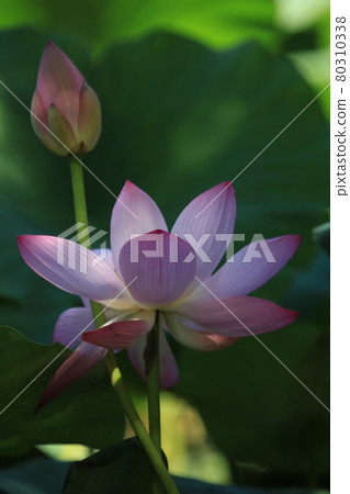lotus season 80310338