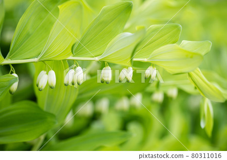 Polygonatum or solomons seal closeup. Beautiful floral summer background. Green leaves texture. Garden plant with white flowers. 80311016