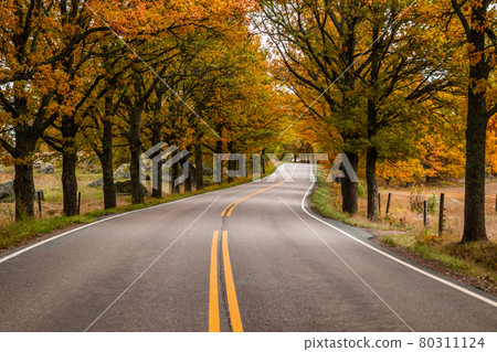 View of road with oak trees alley at autumn 80311124