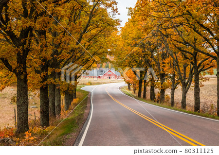 View of road with oak trees alley at autumn View of road with oak trees alley at autumn 80311125
