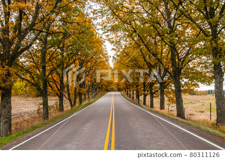 View of road with oak trees alley at autumn 80311126