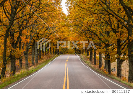 View of road with oak trees alley at autumn View of road with oak trees alley at autumn 80311127
