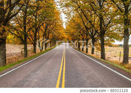 View of road with oak trees alley at autumn 80311128