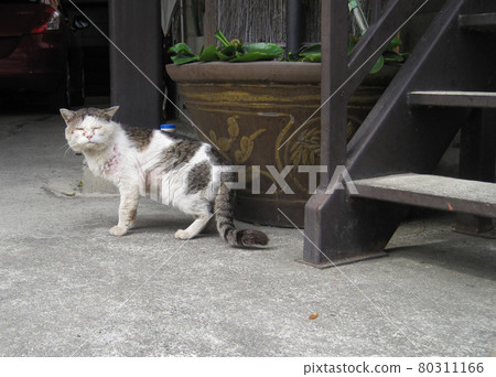 A stray cat that was injured after losing a fight A stray cat that was injured after losing a fight 80311166