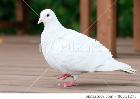 白鴿 白鴿 80311273