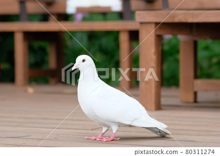 白鴿 白鴿 80311274