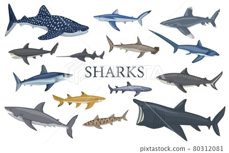 Set shark isolated on white background in flat. Different kind of sharks. 80312081