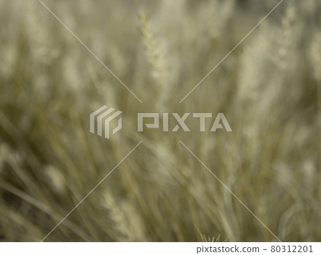 Blur grass flower as background Blur grass flower as background 80312201