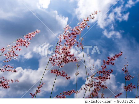 Natal ruby grass flowers in the bright sunlight and fluffy clouds in blue sky 80312203