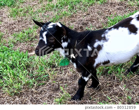 Black and white mottled goat 80312859