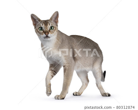 Young Singapura cat on white background Young Singapura cat on white background 80312874