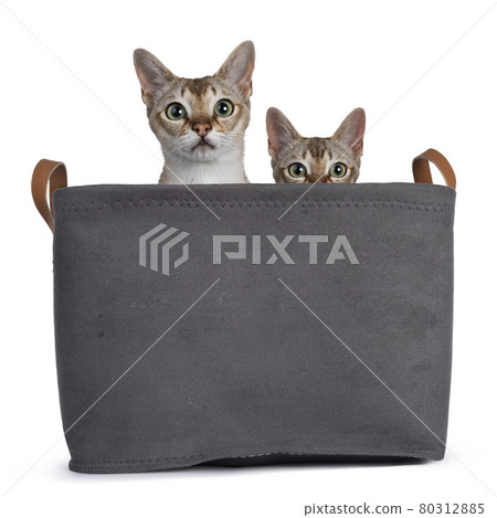 Young Singapura cat on white background Young Singapura cat on white background 80312885