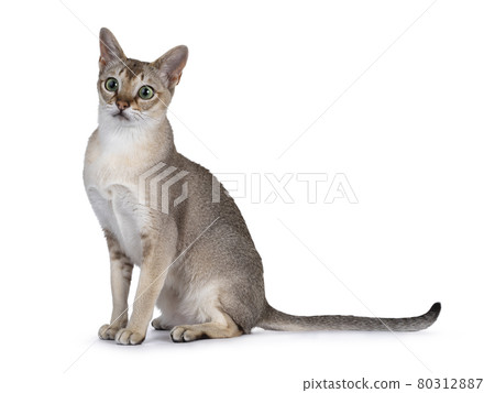 Young Singapura cat on white background 80312887