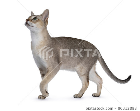 Young Singapura cat on white background Young Singapura cat on white background 80312888