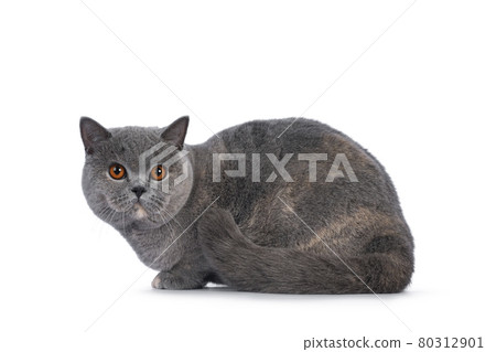 Tortie British Shorthair cat on white background Tortie British Shorthair cat on white background 80312901
