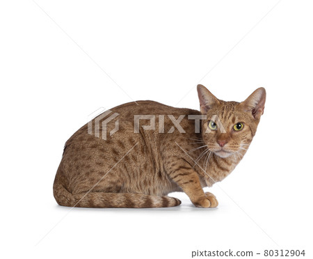Adult Ocicat cat on black background 80312904
