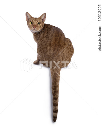 Adult Ocicat cat on black background Adult Ocicat cat on black background 80312905