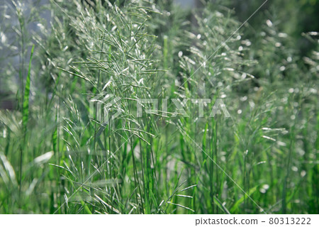 Summer background, texture. Meadow fescue plant. Stems and seeds of the plant Summer background, texture. Meadow fescue plant. Stems and seeds of the plant 80313222