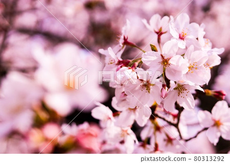 Beautiful cherry blossoms on the path of philosophy 80313292