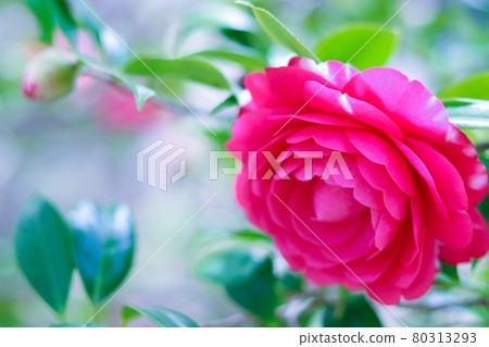 Bright camellia 80313293