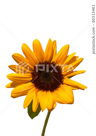 One sunflower One sunflower 80313461