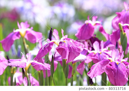 Horikiri Gion colorful flower buds Horikiri Gion colorful flower buds 80313716