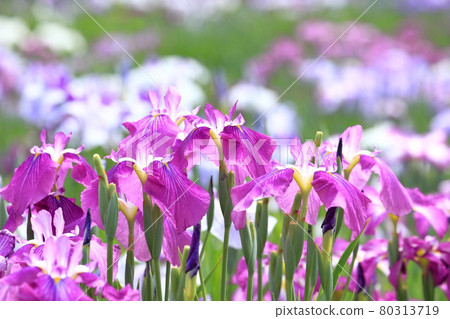 Horikiri Gion colorful flower buds Horikiri Gion colorful flower buds 80313719