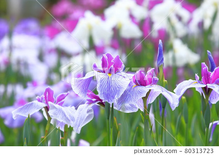 Horikiri Gion五顏六色的花蕾 Horikiri Gion五顏六色的花蕾 80313723