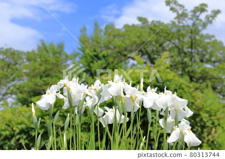 Horikiri iris garden White flower iris Horikiri iris garden White flower iris 80313744