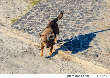 Stray mongrel dog on a street Stray mongrel dog on a street 80314047