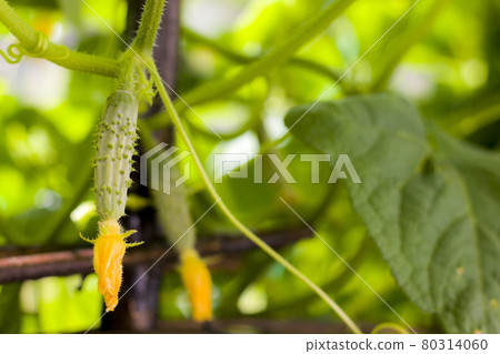 small cucumber growing in garden small cucumber growing in garden 80314060