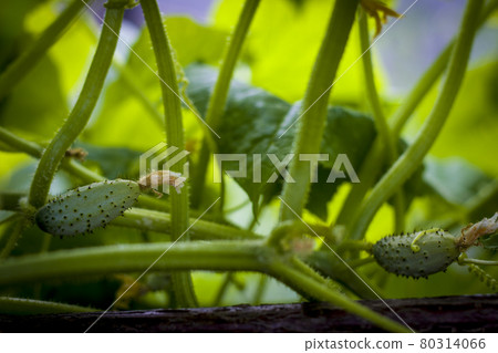 cucumbers gherkins growing in garden 80314066