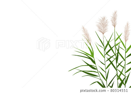 Vector hand drawing sketch with reeds. Vector hand drawing sketch with reeds. 80314551