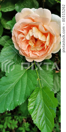 Rose flowers in heavy bloom Rose flowers in heavy bloom 80315262