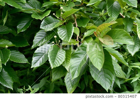 Camptotheca leaf Camptotheca leaf 80315407