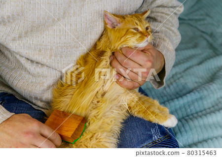 Man with a pet slicker brush brushing a fur of fluffy ginger cat 80315463