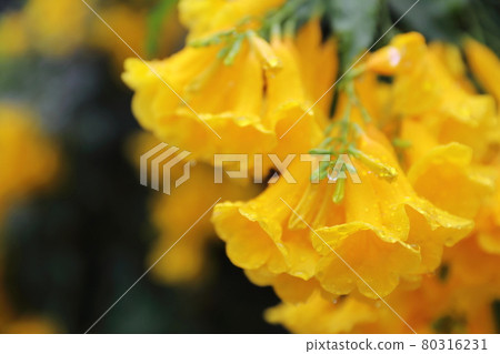 Close up of dewy Allamanda cathartica ( Golden Trumpet ), Selective focus. Close up of dewy Allamanda cathartica ( Golden Trumpet ), Selective focus. 80316231