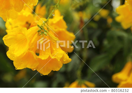 Close up of dewy Allamanda cathartica ( Golden Trumpet ), Selective focus. Close up of dewy Allamanda cathartica ( Golden Trumpet ), Selective focus. 80316232