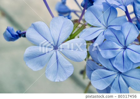 Phlox divaricata, decorative shrub with blue blooming blossoms. Also knoown as the wild blue phlox, woodland phlox, or also wild sweet william, flowering plant in family Polemoniaceae. Closeup view. Phlox divaricata, decorative shrub with blue blooming blossoms. Also knoown as the wild blue phlox, woodland phlox, or also wild sweet william, flowering plant in family Polemoniaceae. Closeup view. 80317456