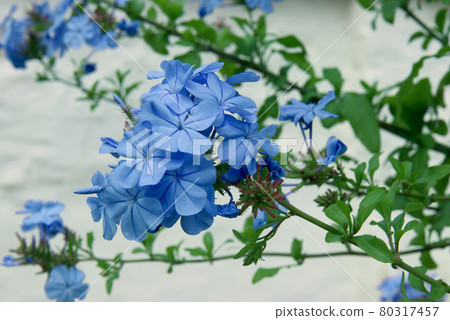 Phlox divaricata, decorative shrub with blue blooming blossoms. Also knoown as the wild blue phlox, woodland phlox, or also wild sweet william, flowering plant in family Polemoniaceae. Closeup view. Phlox divaricata, decorative shrub with blue blooming blossoms. Also knoown as the wild blue phlox, woodland phlox, or also wild sweet william, flowering plant in family Polemoniaceae. Closeup view. 80317457
