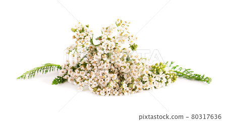 Yarrow or Achillea millefolium flowers, isolated on white background. Medicinal herbal plant. 80317636