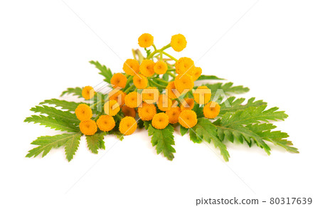 Tansy or Tanacetum vulgare flowers, isolated on white background. Medicinal herbal plant. 80317639